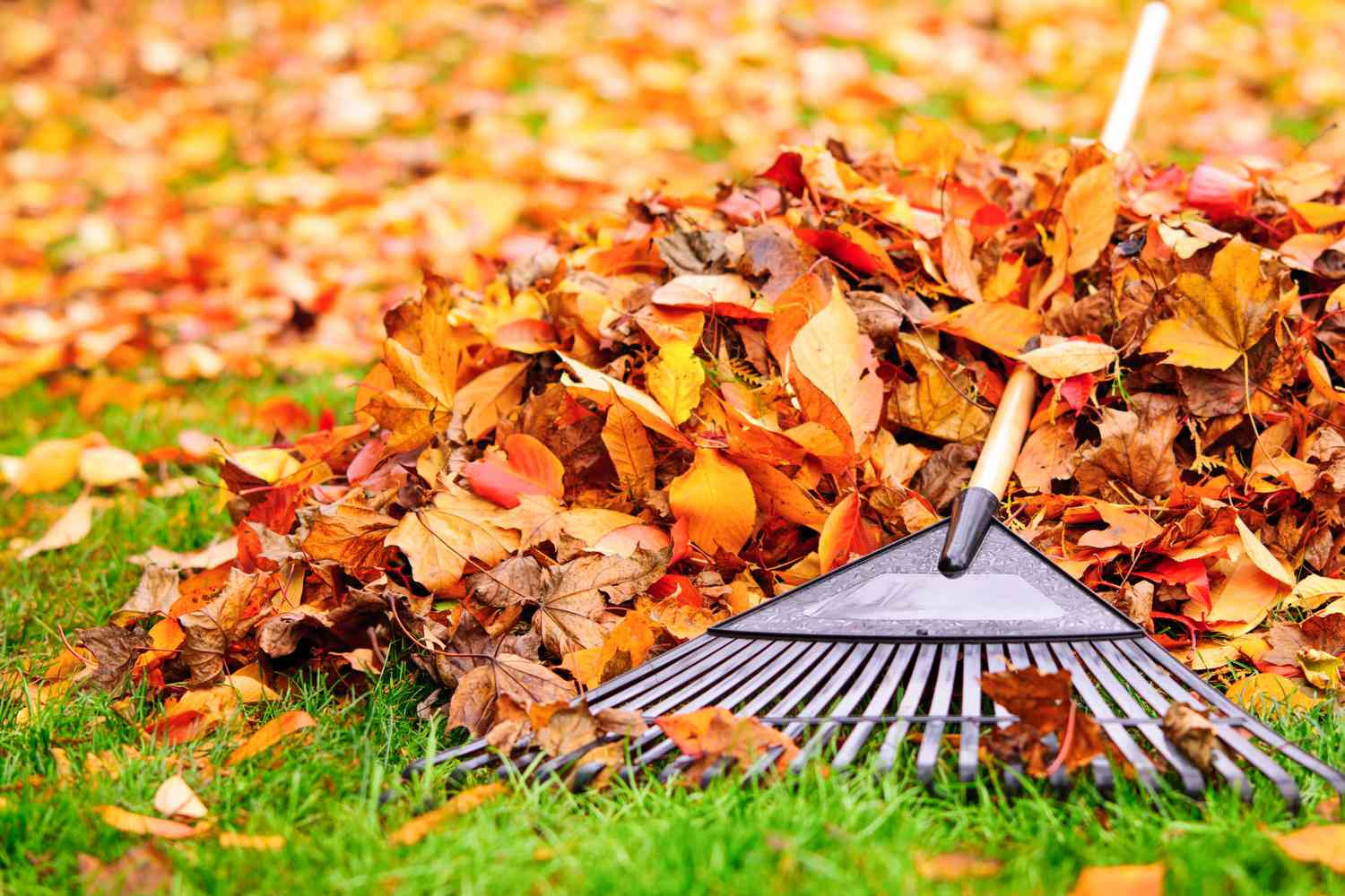 Lawn Maintenance & Seasonal Cleanup